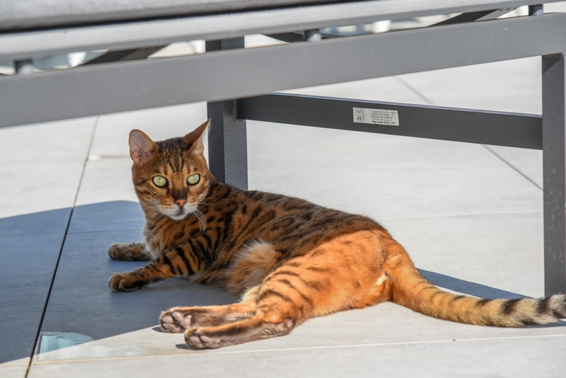 De kat geniet van de zon op het luxe dakterras door tuin- en landschapsarchitect Jérôme Broucke.